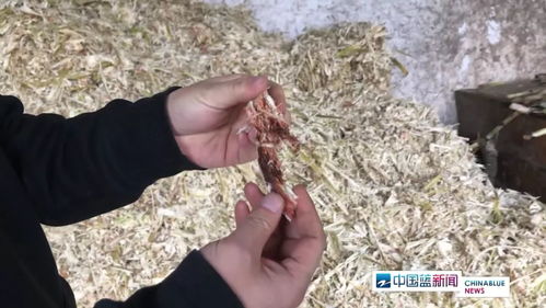 紅糖安全風波 義烏知名紅糖廠被查出多項問題,如何科學看待?